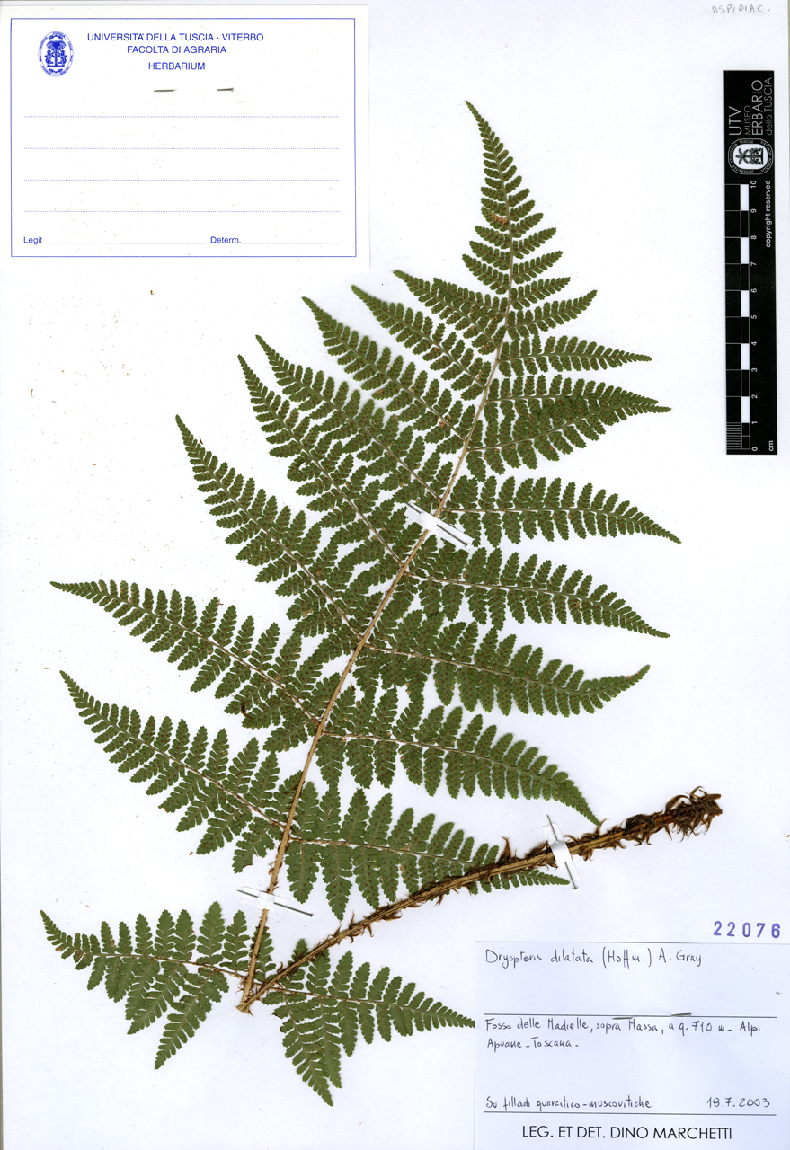 Dryopteris dilatata (Hoffm.) A. Gray - campione (2003/07/19)