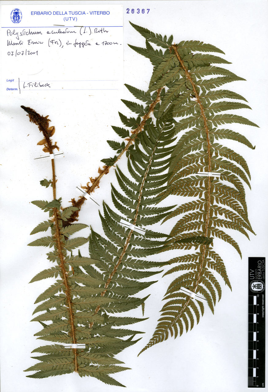 Polystichum aculeatum (L.) Roth - campione (2001/07/07)