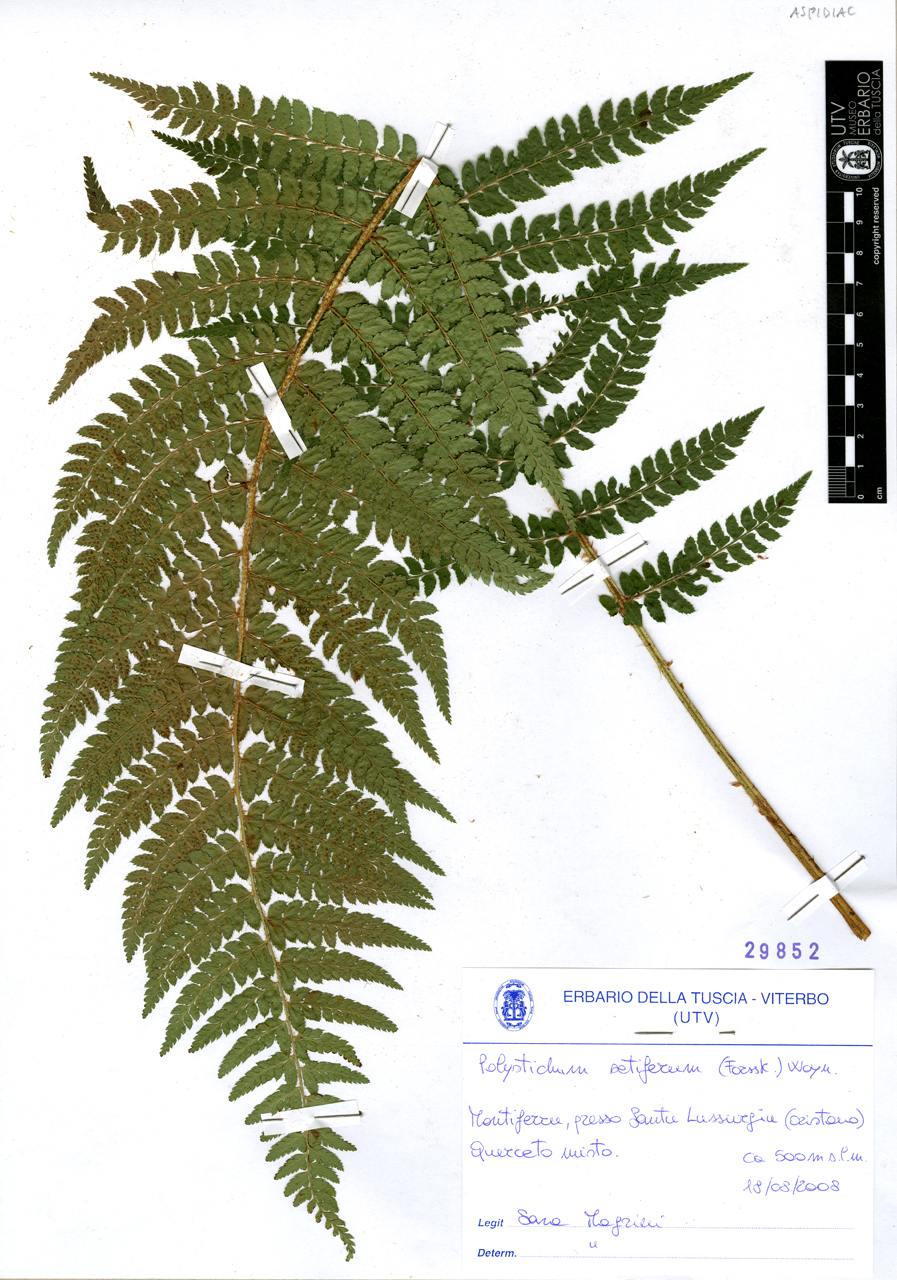 Polystichum setiferum (Forssk.) Woyn - campione (2008/08/18)