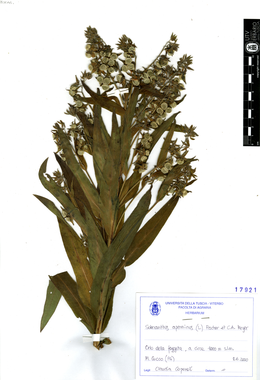 Solenanthus apenninus (L.) Fischer et C.A. Meyer - campione (2000/06/08)