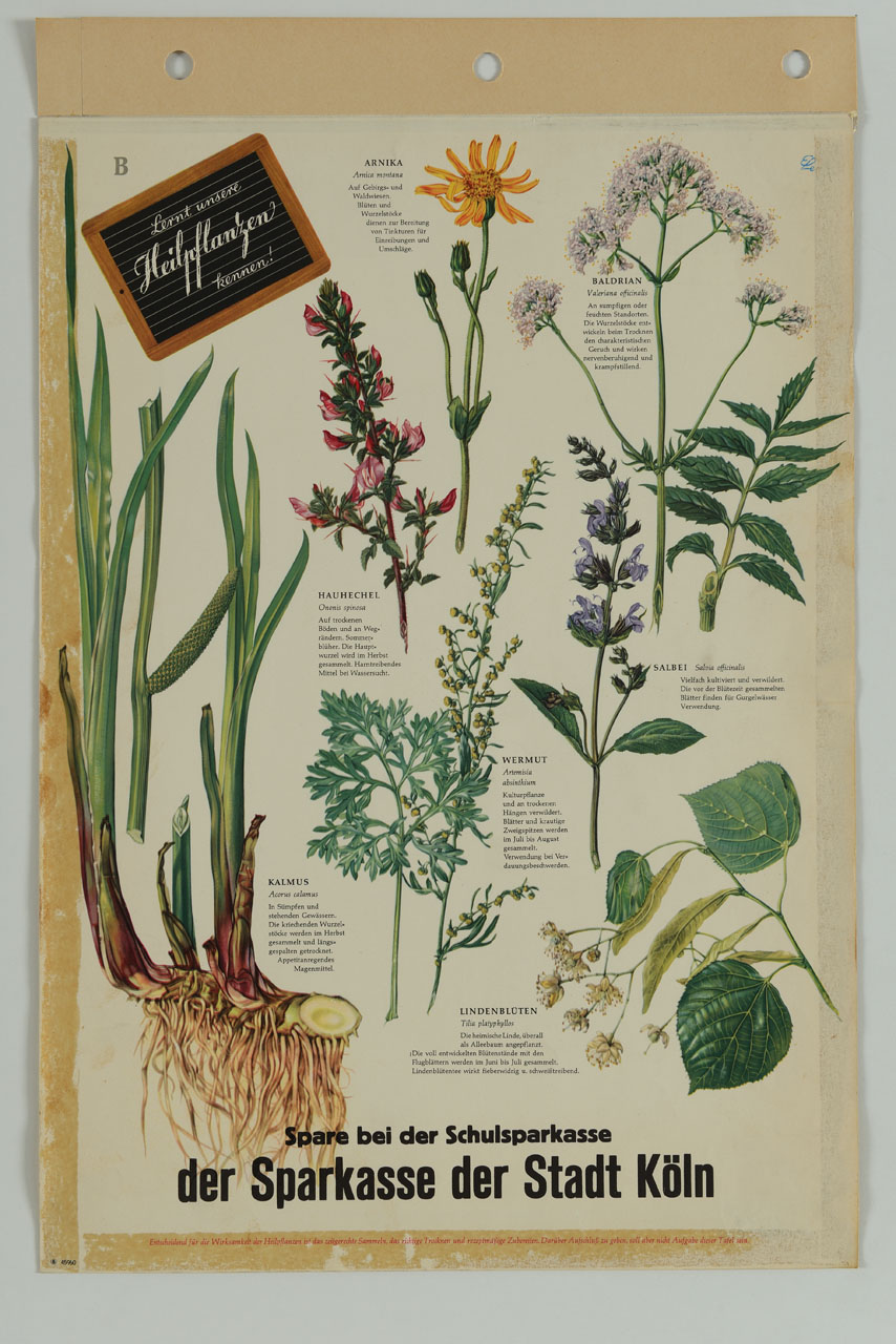 piante medicinali con piccola lavagna (manifesto) - ambito tedesco (sec. XX)