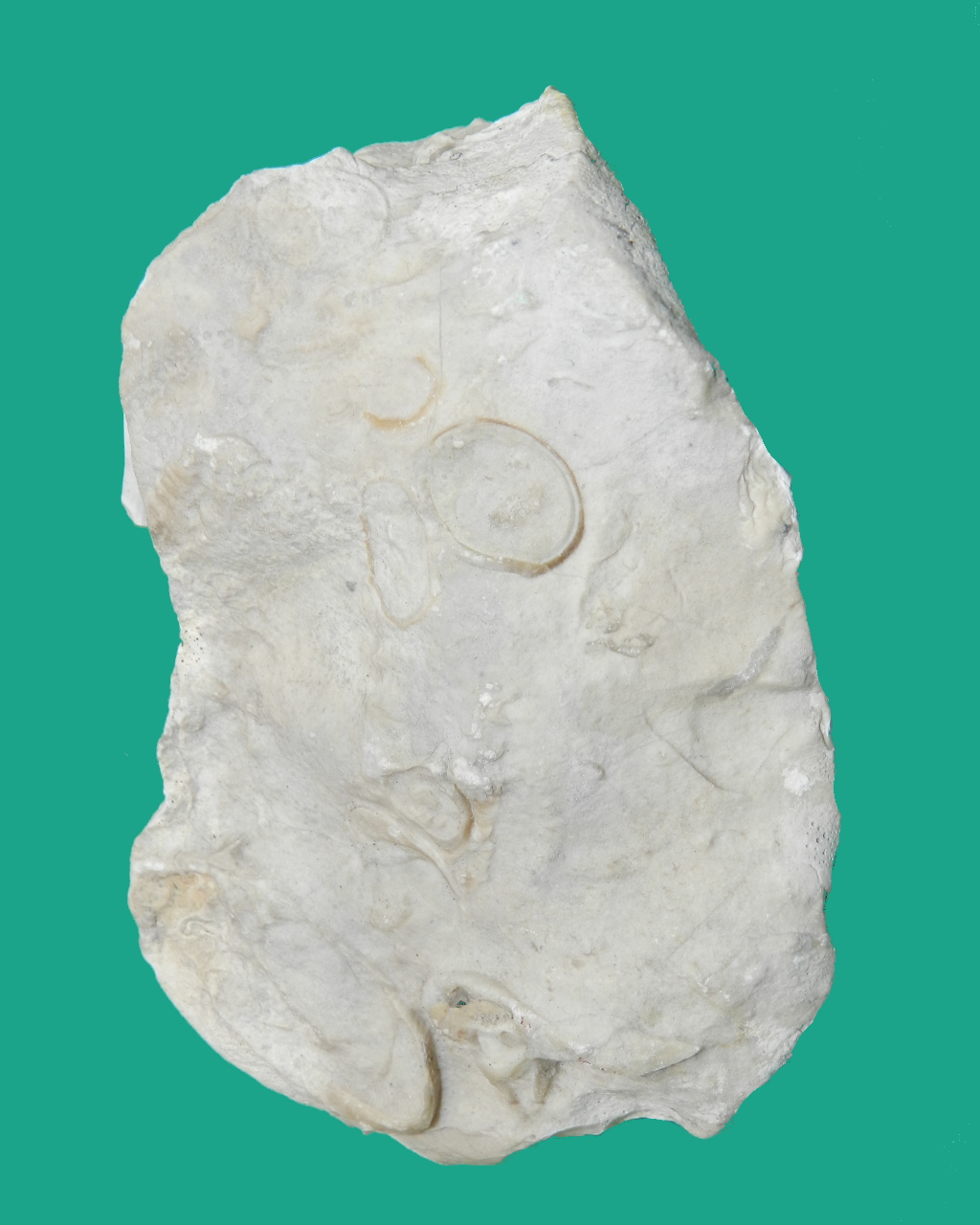Calcare fossilifero (esemplare)