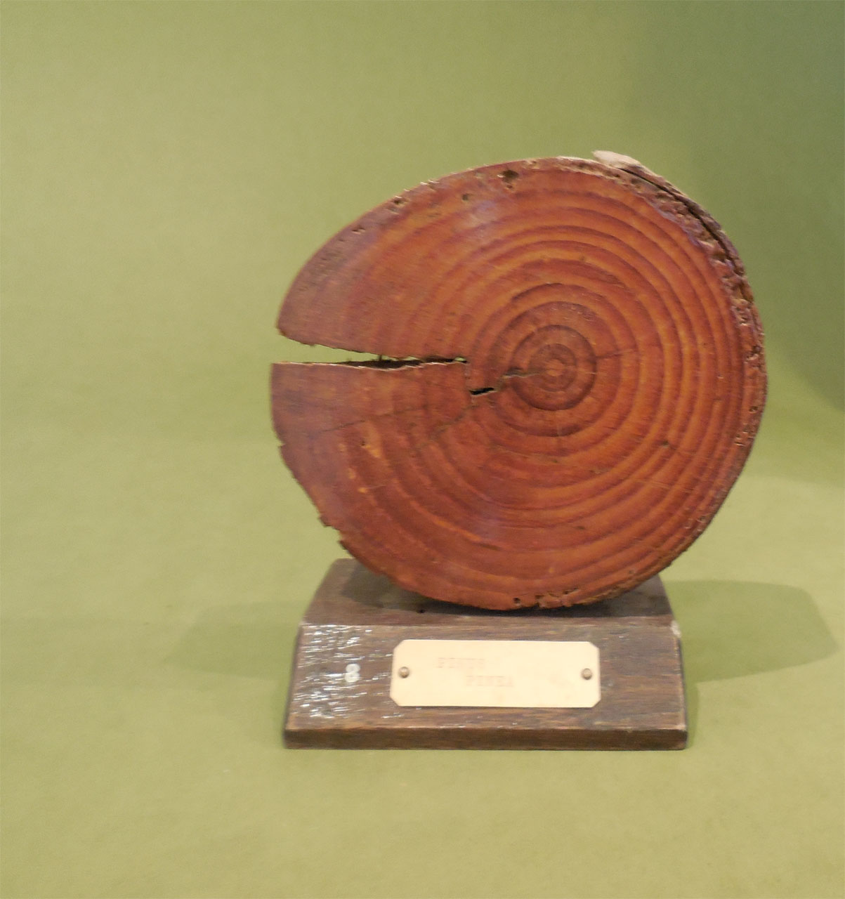 Pinus pinea - campione, Herbarium Universitatis Senensis, Collezione xiloteca (1864 - 1950)