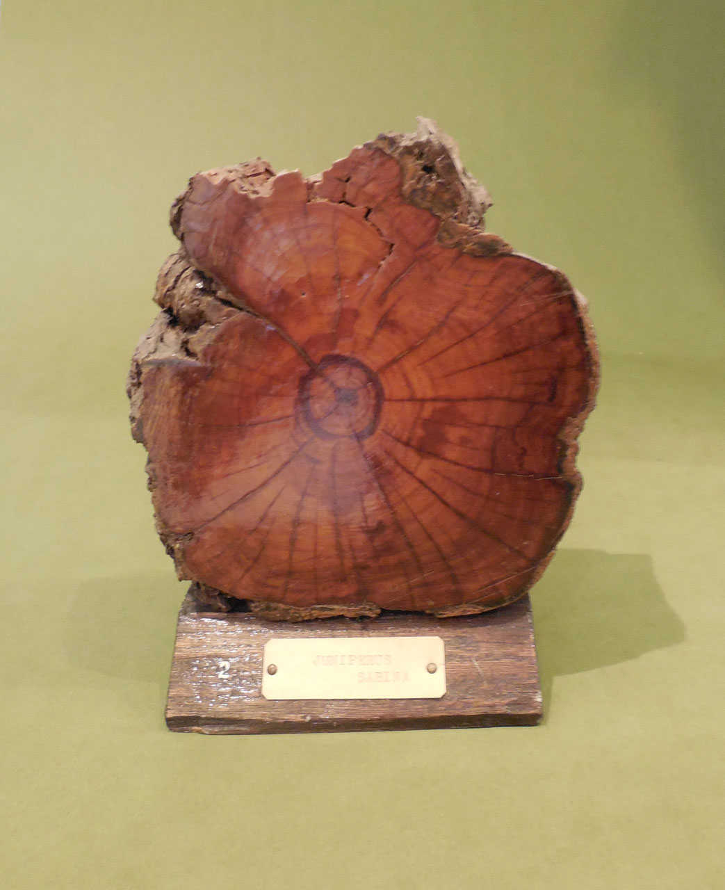 Juniperus sabina - campione, Herbarium Universitatis Senensis, Collezione xiloteca (1864 - 1950)
