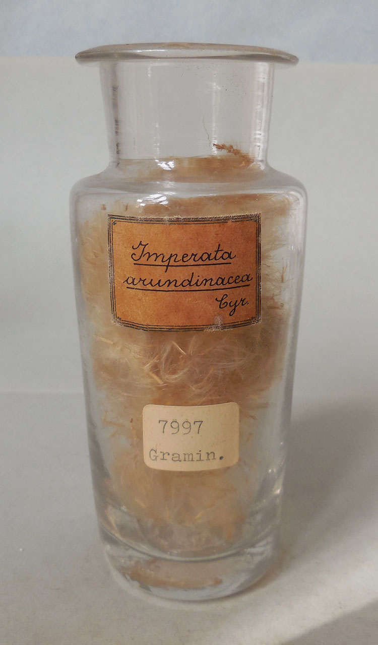 Imperata arundinacea Cyr - campione, Herbarium Universitatis Senensis, Collezione spermoteca