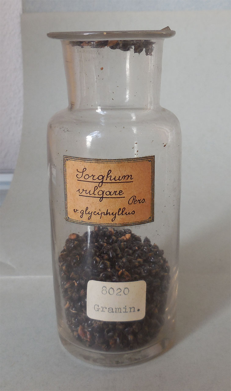 Sorghum vulgare Pers. v. glyciphyllus - campione, Herbarium Universitatis Senensis, Collezione spermoteca