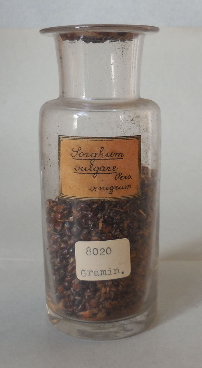 Sorghum vulgare Pers. v. nigrum - campione, Herbarium Universitatis Senensis, Collezione spermoteca