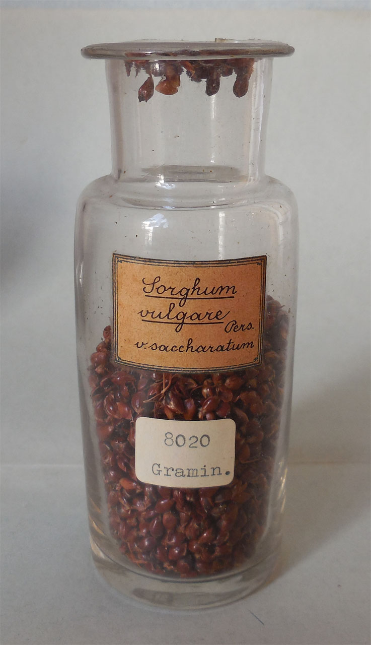 Sorghum vulgare Pers. v. saccharatum - campione, Herbarium Universitatis Senensis, Collezione spermoteca