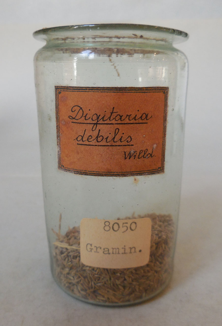 Digitaria debilis Willd - campione, Herbarium Universitatis Senensis, Collezione spermoteca