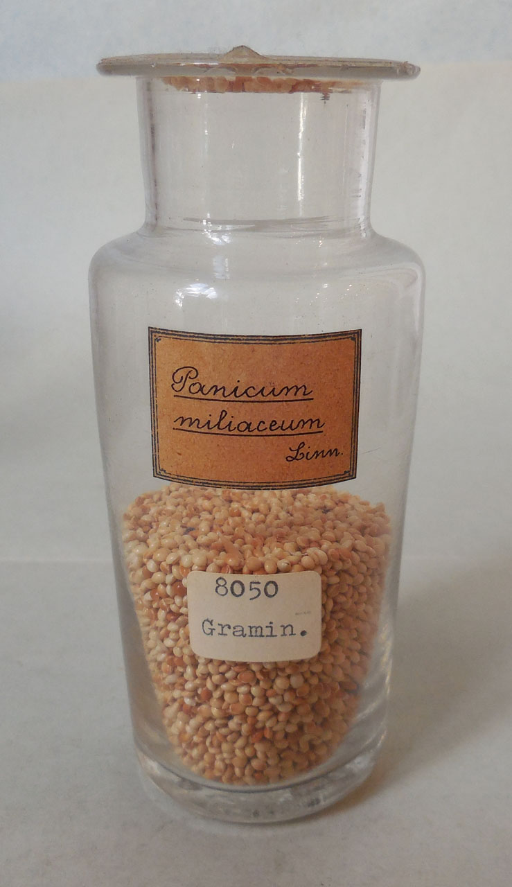 Panicum miliaceum L - campione, Herbarium Universitatis Senensis, Collezione spermoteca