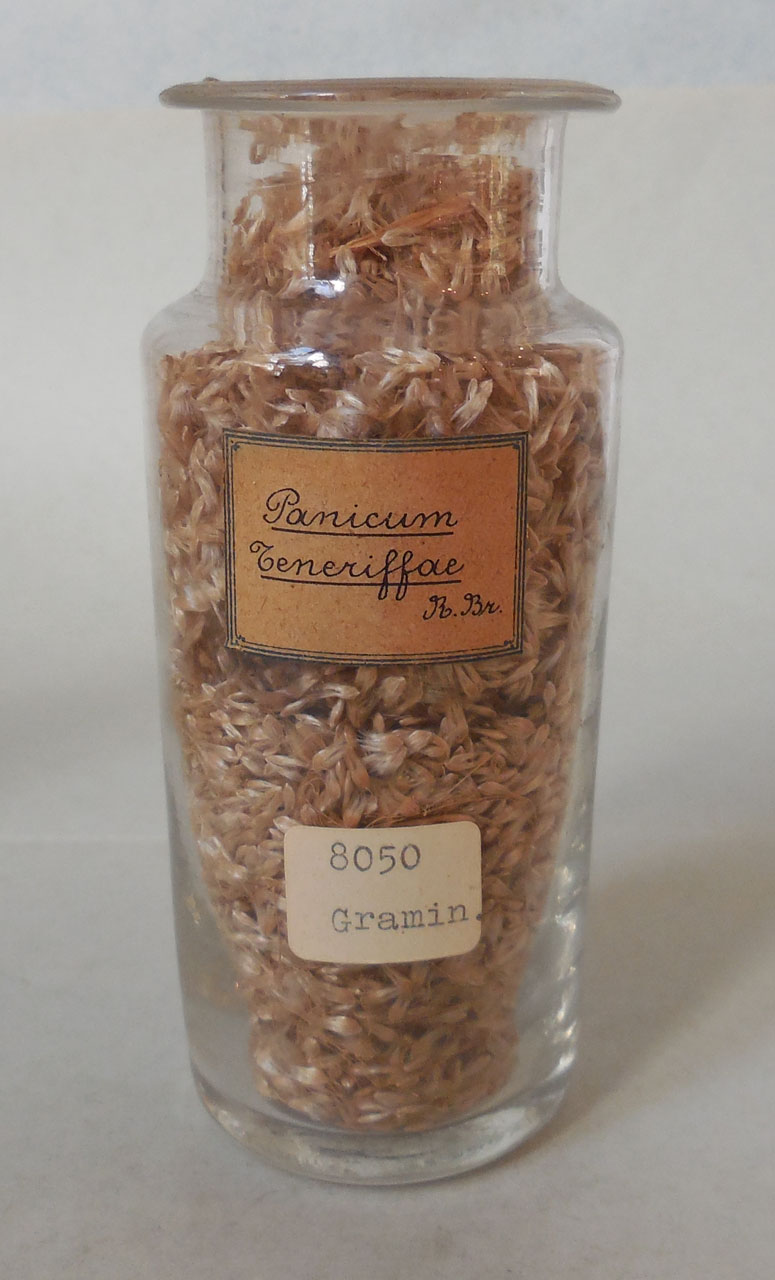 Panicum teneriffae R. Br - campione, Herbarium Universitatis Senensis, Collezione spermoteca