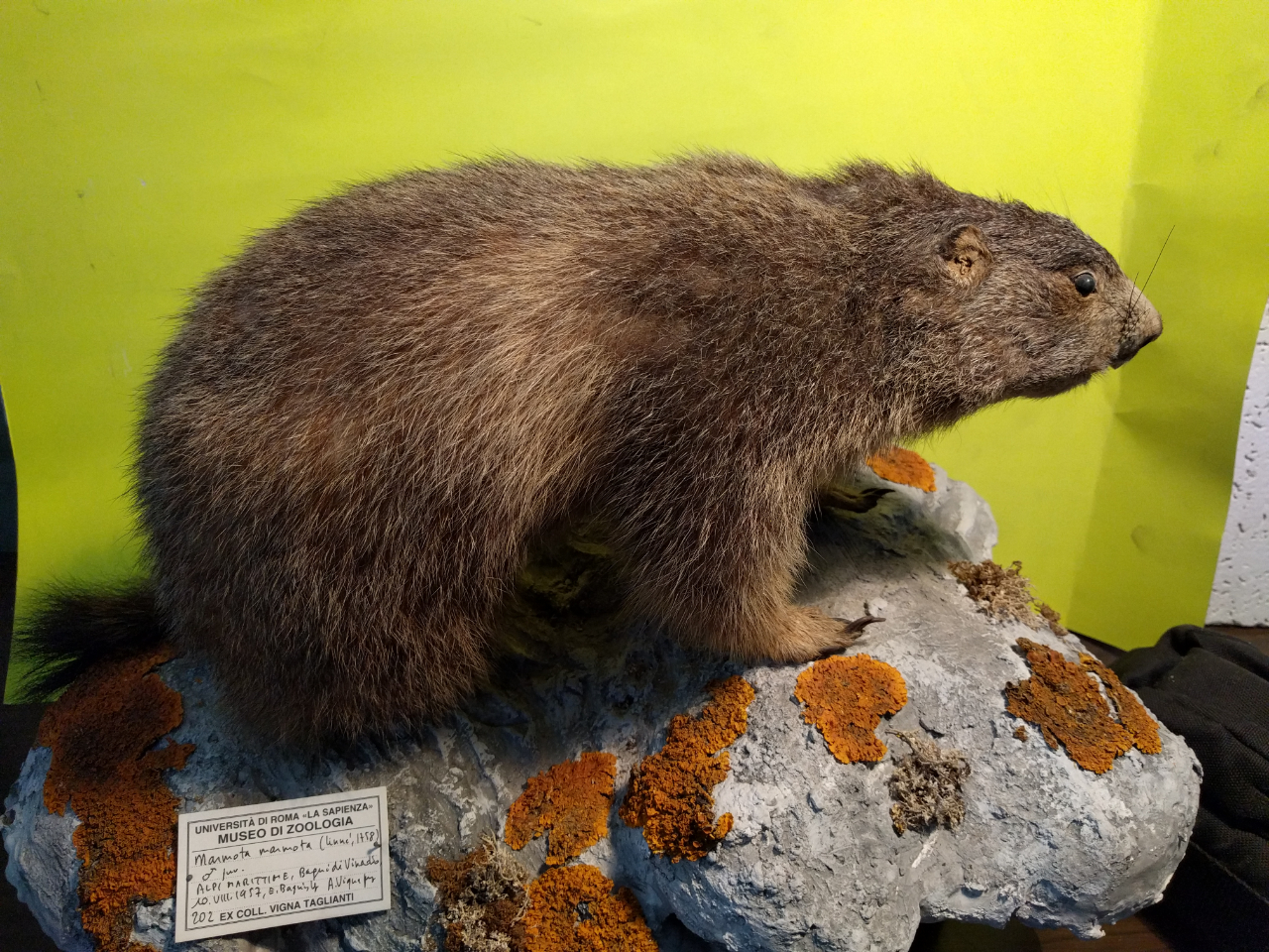 Marmotta (esemplare)