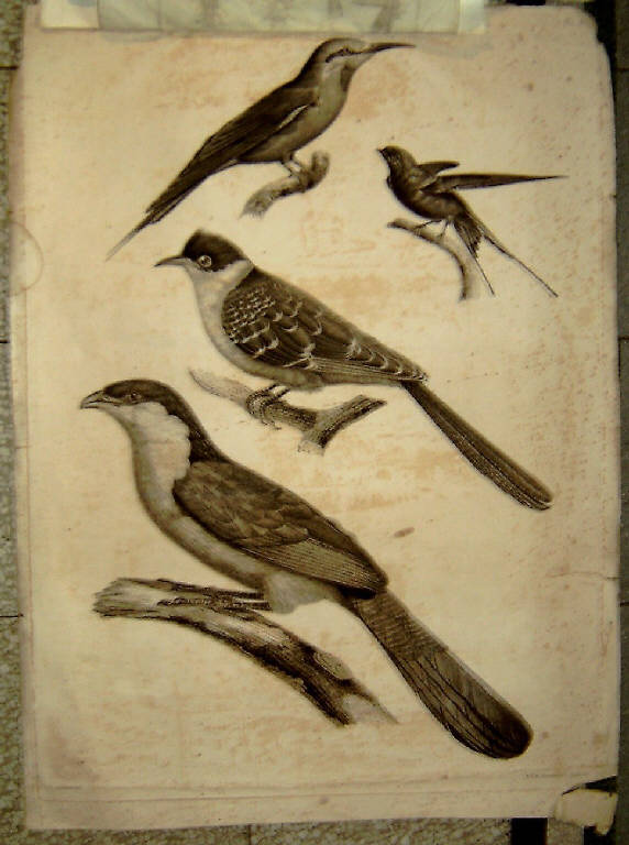 Uccelli (stampa) di Barraband, Redouté Pierre Joseph - scuola francese (prima metà sec. XIX)