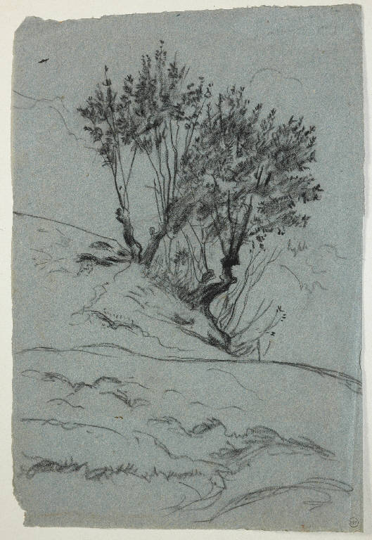 Alberi (disegno, opera isolata) di Bertelli Luigi (secc. XIX/ XX)