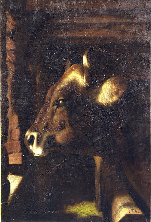 Testa di bove (dipinto) di Tallone Cesare (scuola) (sec. XX)