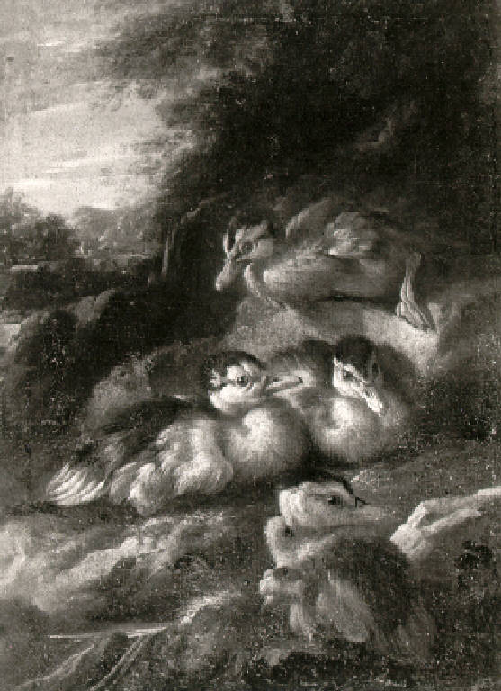 Anatroccoli (dipinto, opera isolata) di Duranti Giorgio (sec. XVIII)