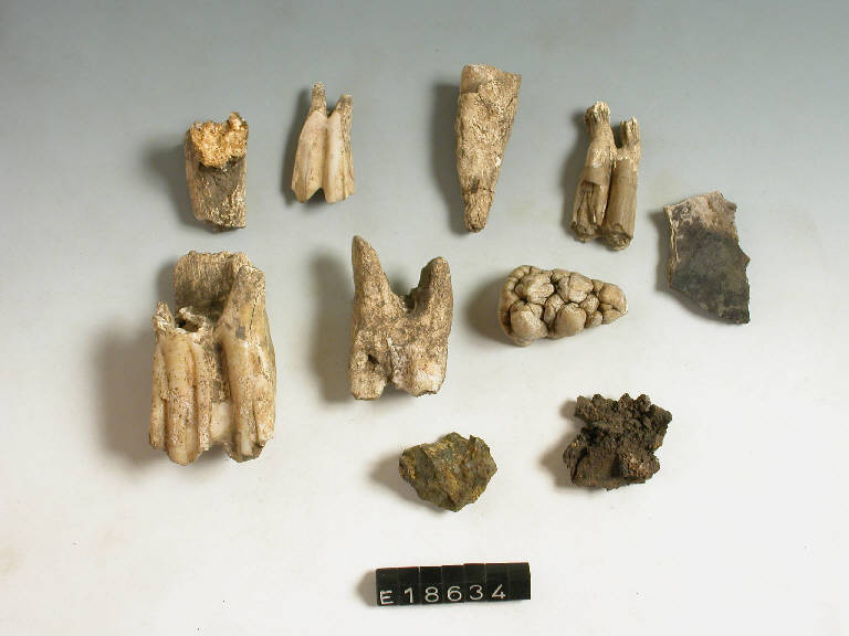 ossi - cultura di Golasecca (secc. VIII/ V a.C)