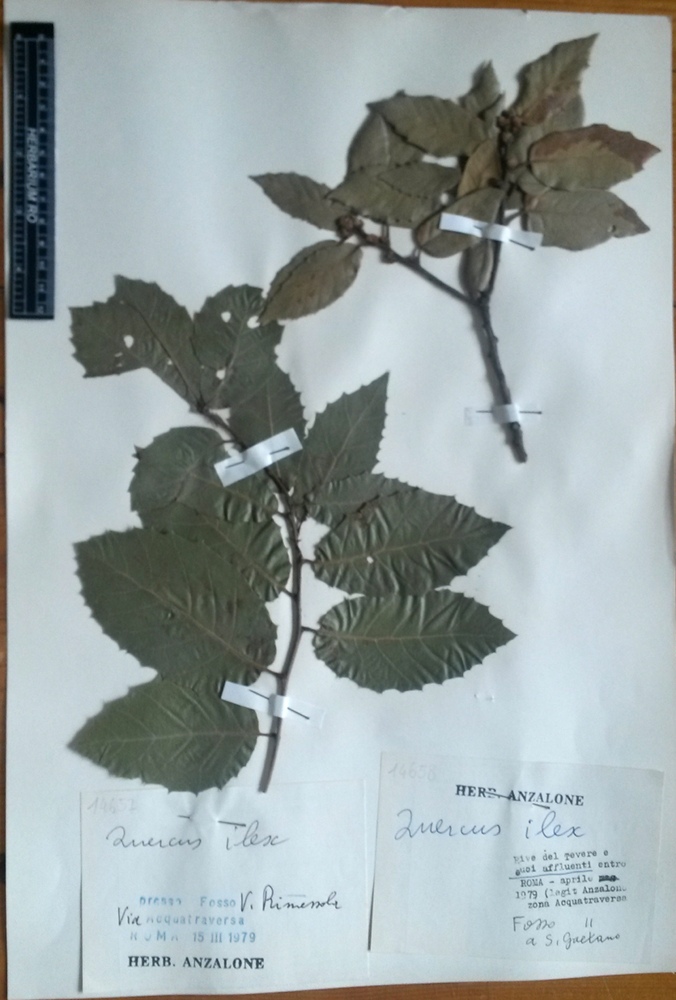 Quercus ilex L. subsp. ilex - campione