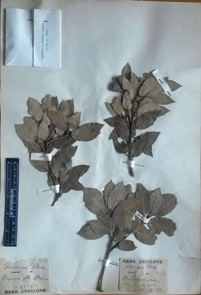 Quercus ilex L. subsp. ilex - campione