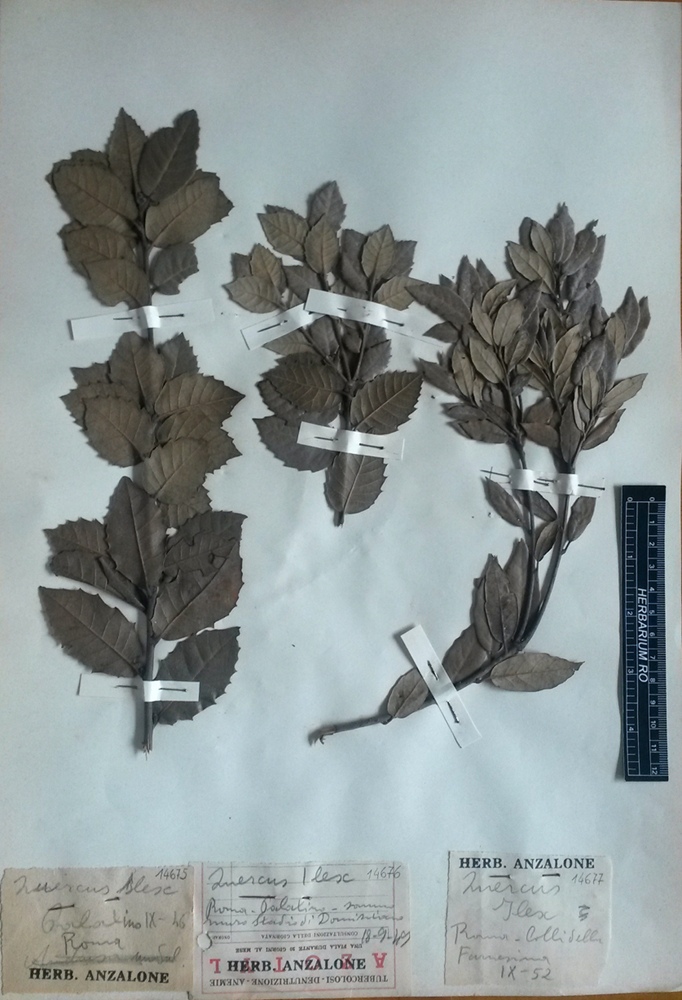 Quercus ilex L. subsp. ilex - campione