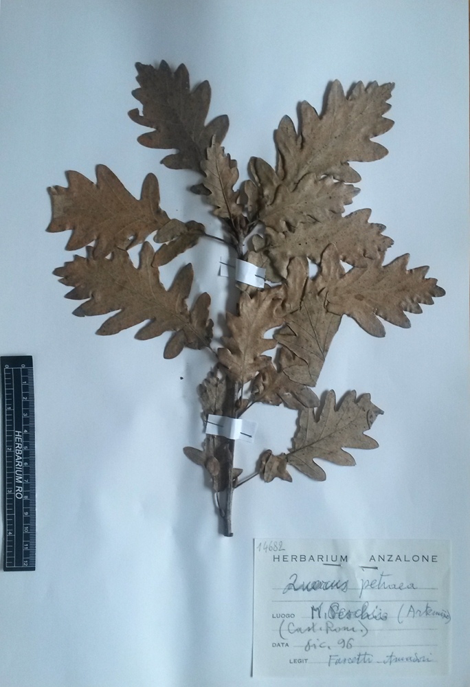 Quercus petraea (Matt.) Liebl. subsp. petraea - campione