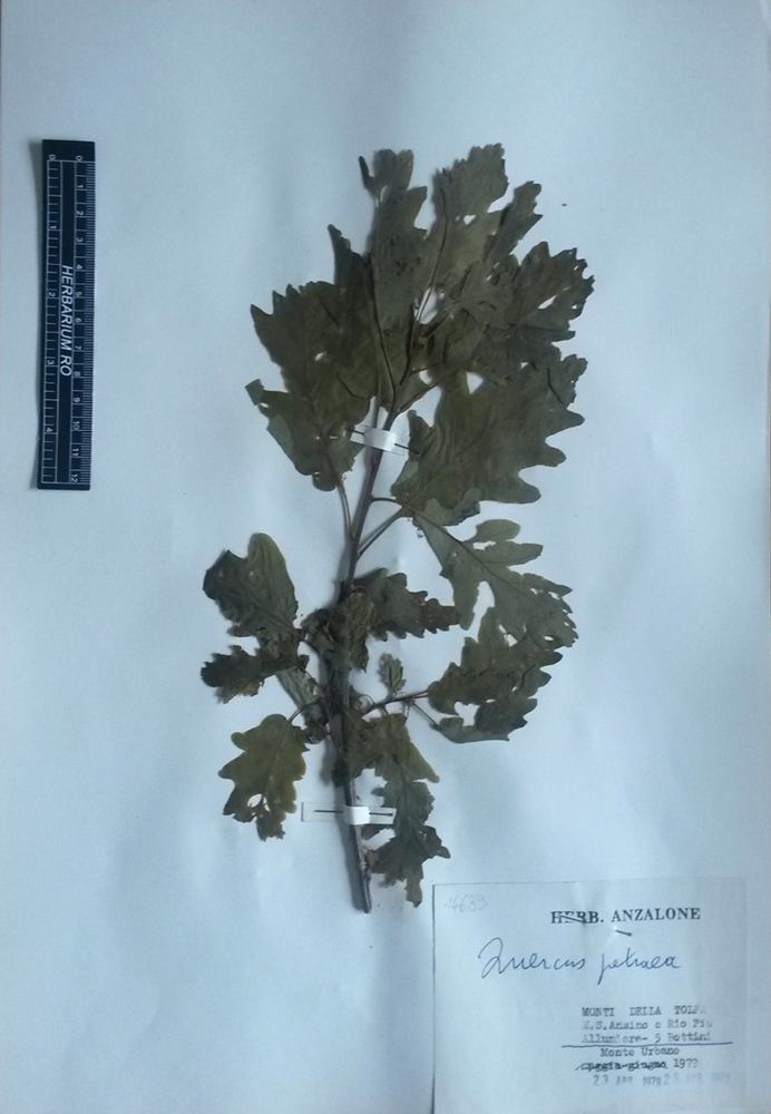 Quercus petraea (Matt.) Liebl. subsp. petraea - campione