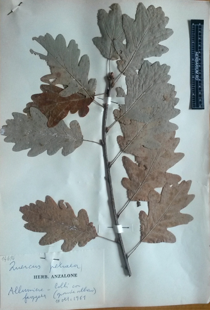 Quercus petraea (Matt.) Liebl. subsp. petraea - campione