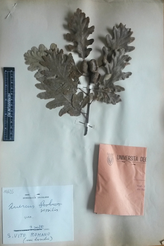 Quercus petraea (Matt.) Liebl. subsp. petraea - campione