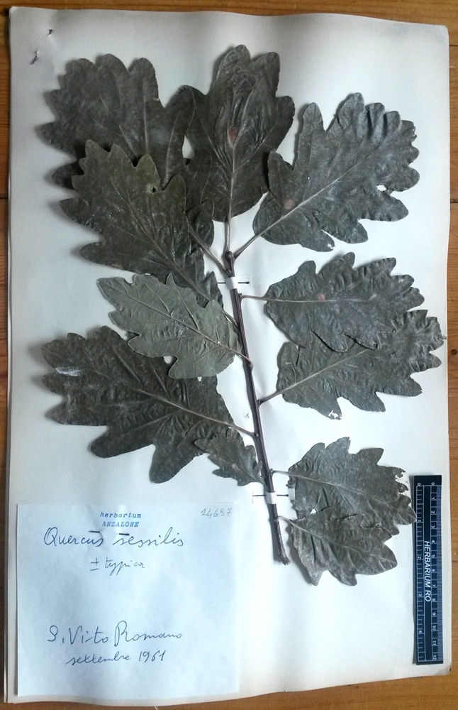 Quercus petraea (Matt.) Liebl. subsp. petraea - campione