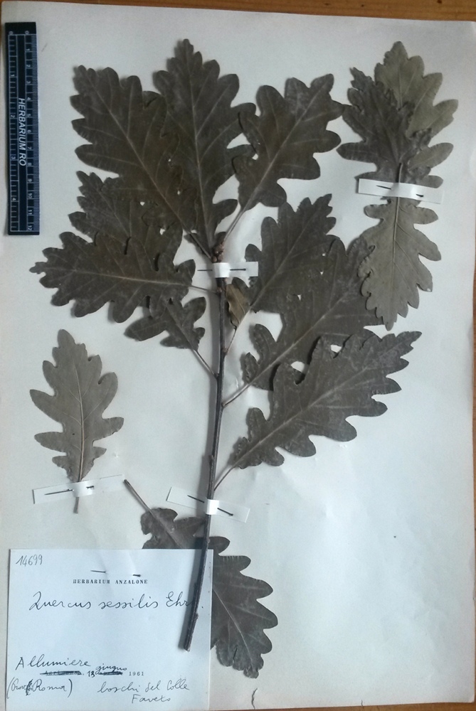 Quercus petraea (Matt.) Liebl. subsp. petraea - campione