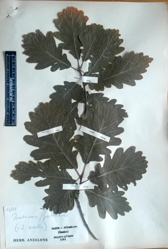 Quercus petraea (Matt.) Liebl. subsp. petraea - campione