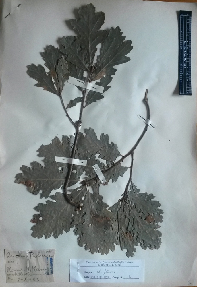 Quercus robur L. subsp. robur - campione