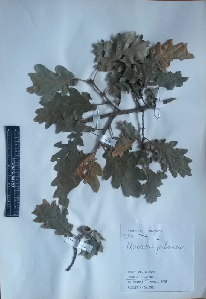 Quercus pubescens Willd. subsp. pubescens - campione