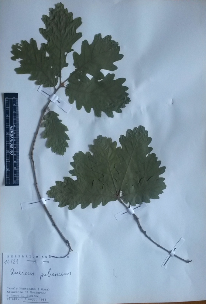 Quercus pubescens Willd. subsp. pubescens - campione