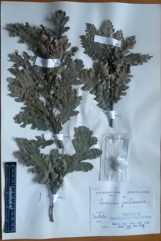 Quercus pubescens Willd. subsp. pubescens - campione