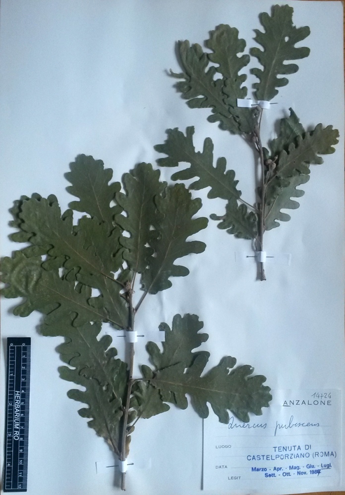 Quercus pubescens Willd. subsp. pubescens - campione