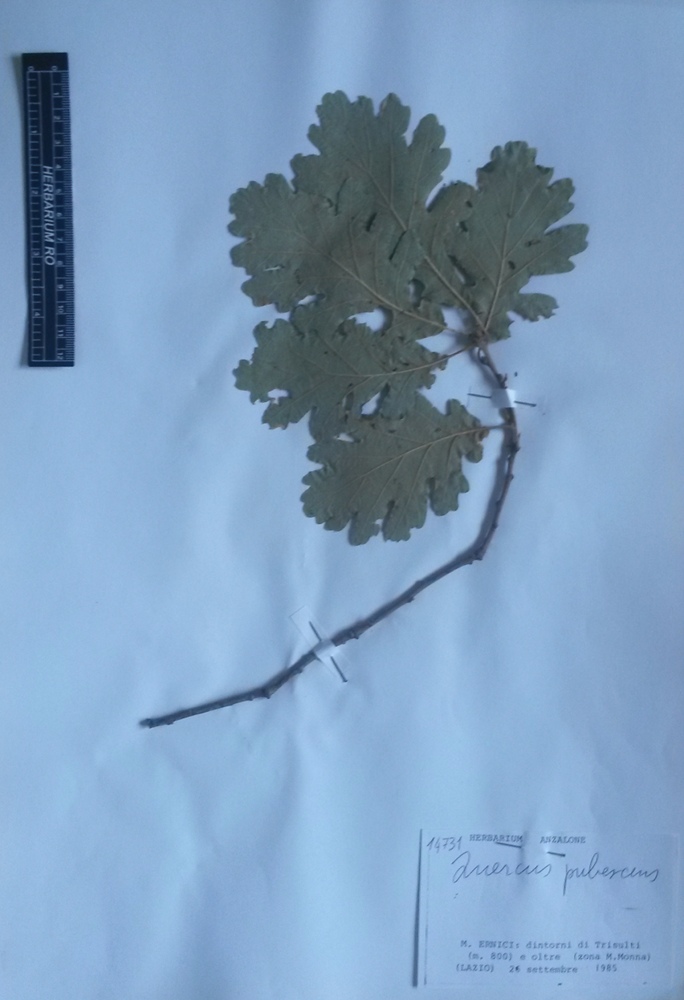 Quercus pubescens Willd. subsp. pubescens - campione