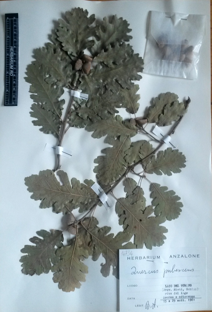 Quercus pubescens Willd. subsp. pubescens - campione