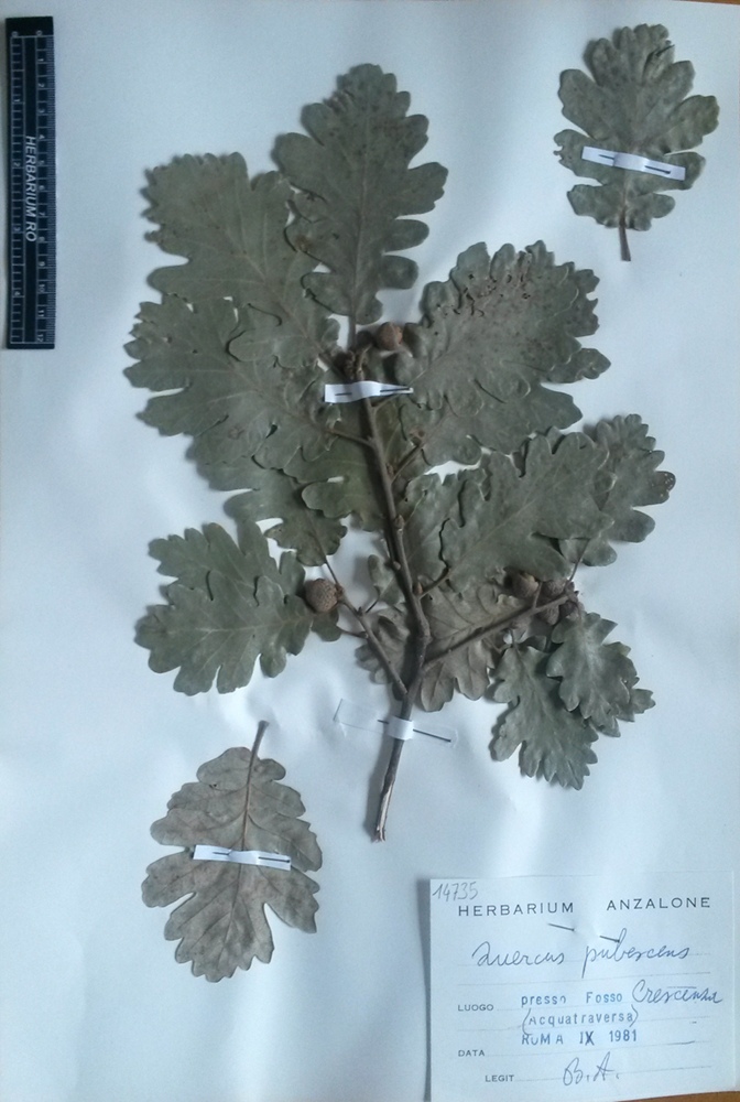 Quercus pubescens Willd. subsp. pubescens - campione