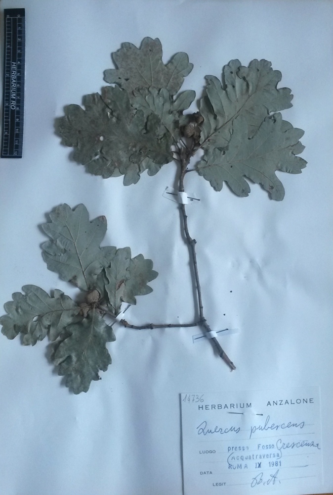 Quercus pubescens Willd. subsp. pubescens - campione