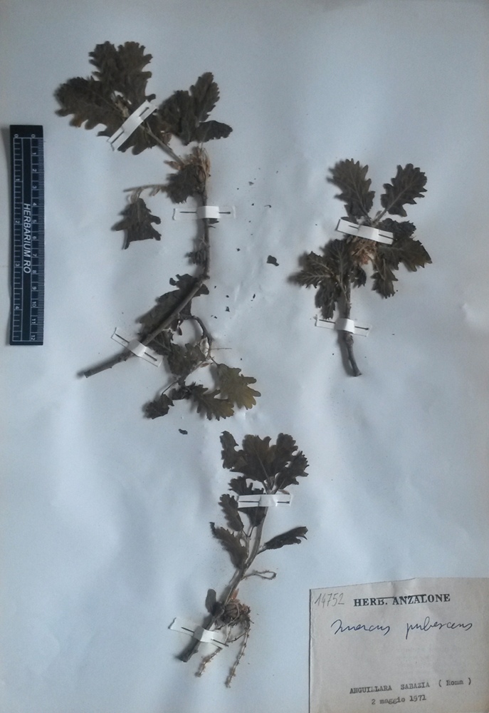 Quercus pubescens Willd. subsp. pubescens - campione