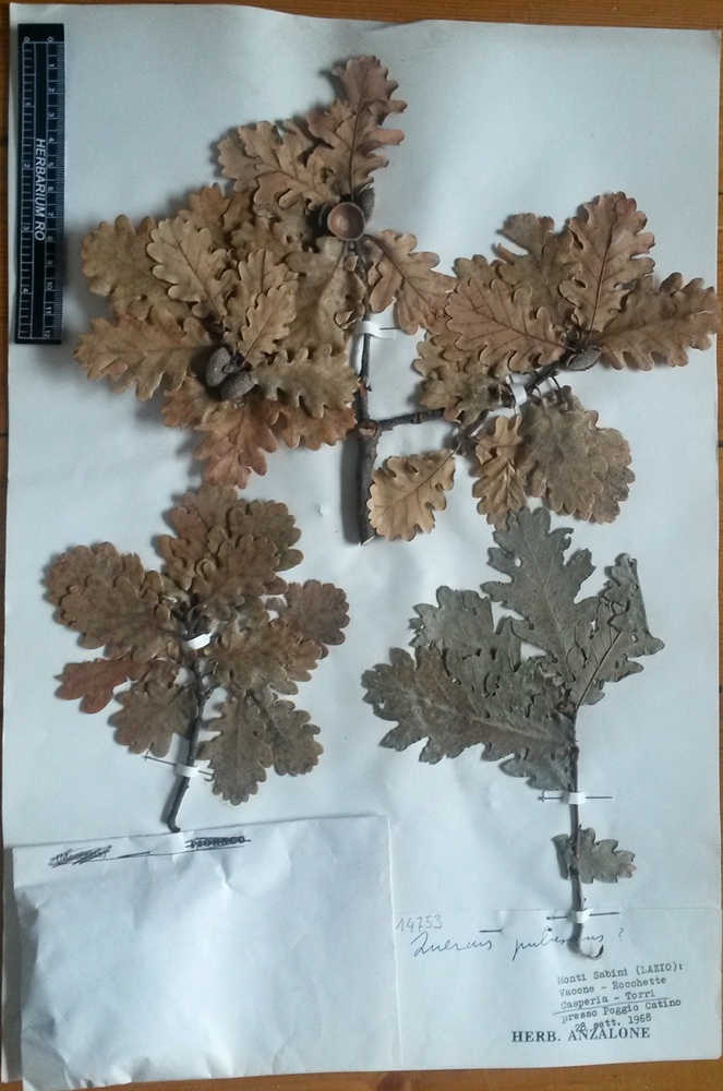 Quercus pubescens Willd. subsp. pubescens - campione