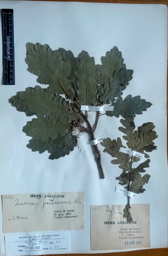 Quercus pubescens Willd.subsp. pubescens - campione