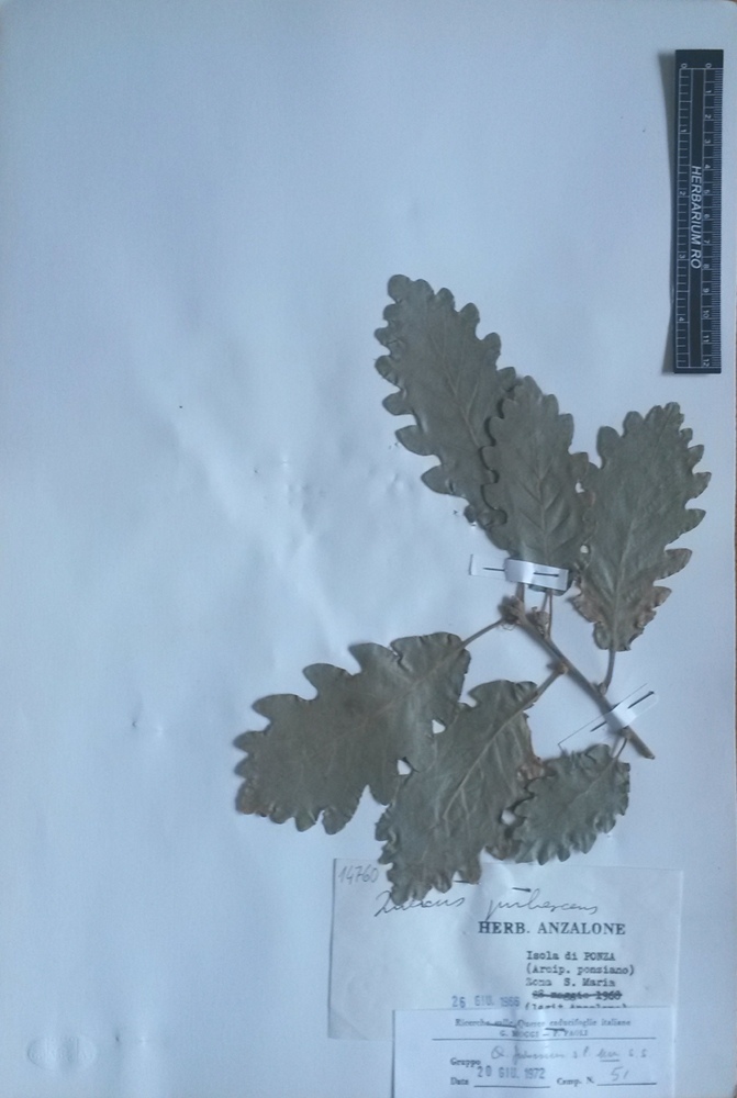 Quercus pubescens Willd.subsp. pubescens - campione