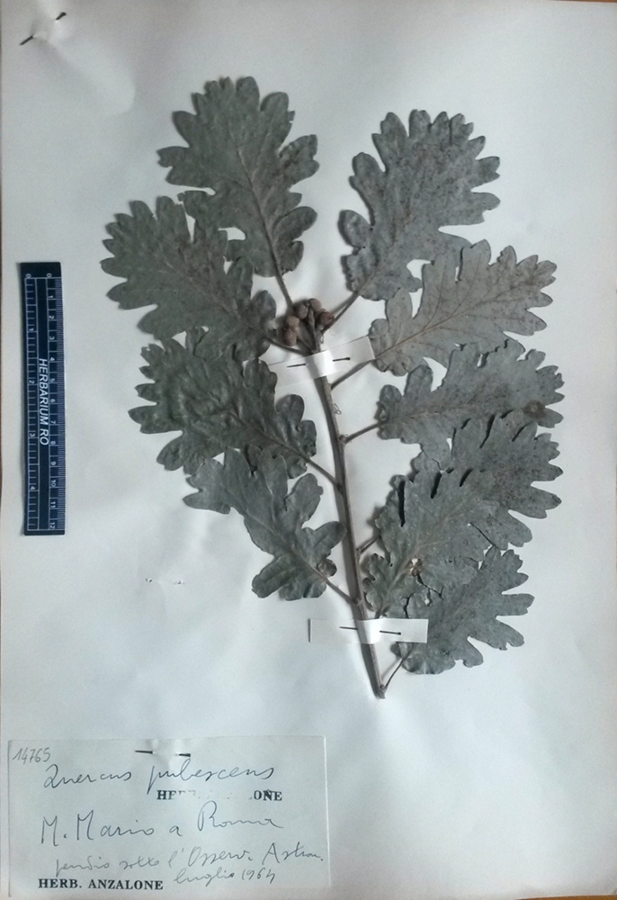 Quercus pubescens Willd.subsp. pubescens - campione