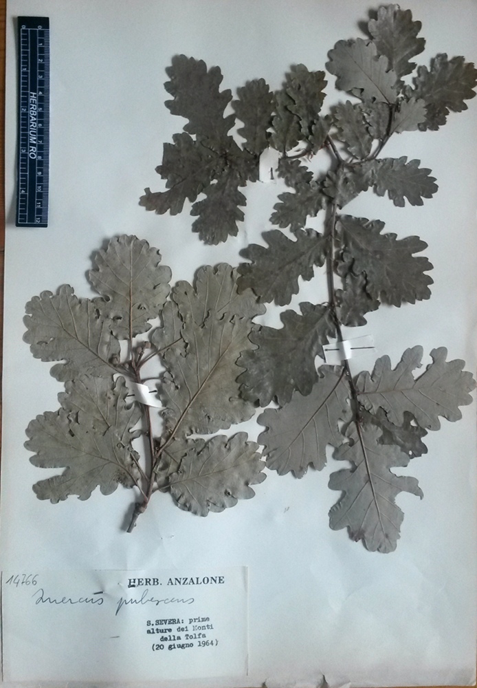 Quercus pubescens Willd.subsp. pubescens - campione