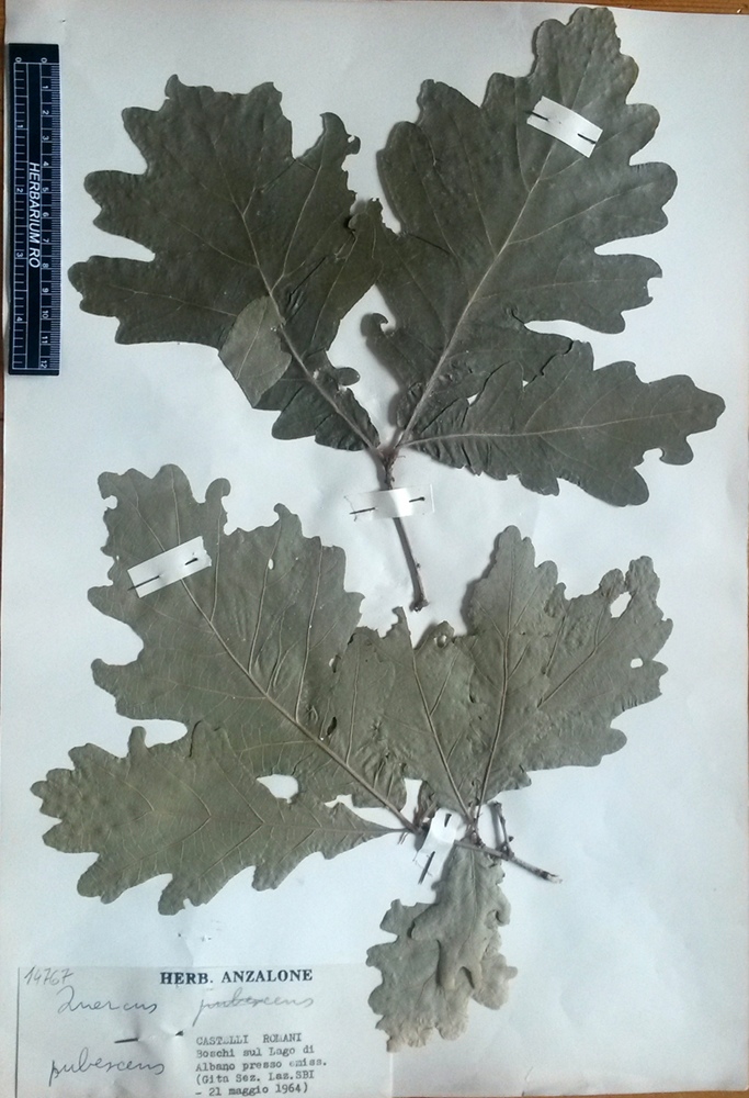 Quercus pubescens Willd.subsp. pubescens - campione