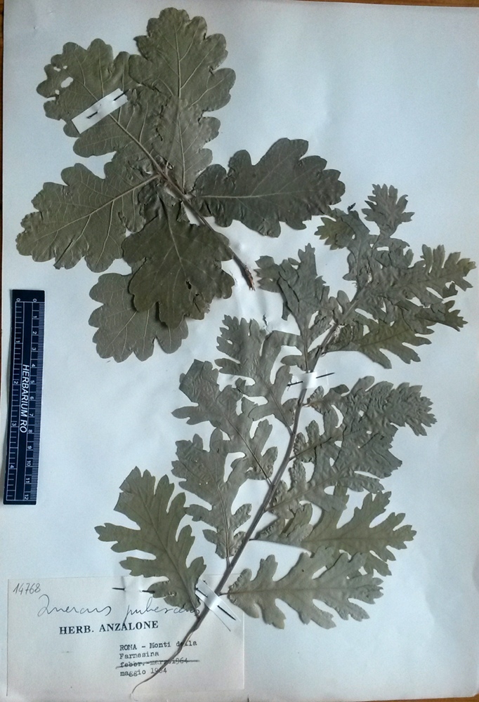 Quercus pubescens Willd.subsp. pubescens - campione