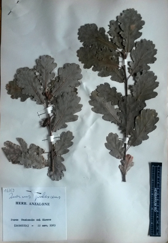 Quercus pubescens Willd.subsp. pubescens - campione