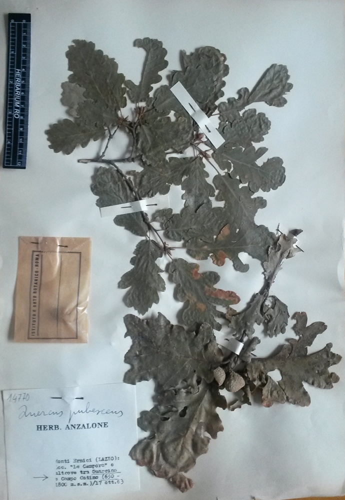 Quercus pubescens Willd.subsp. pubescens - campione